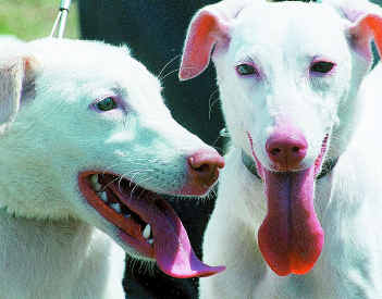 Rajapalayam a city famous for high breed Dogs